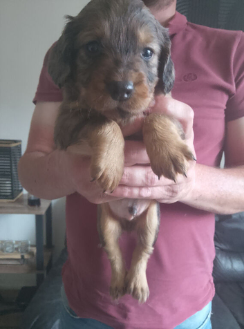 Puppies