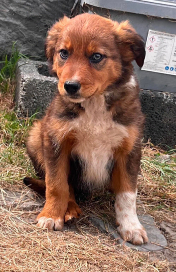 9 stunning pups