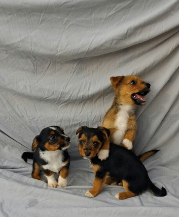 Beautiful Yorkshire terrier cross Jack Russell cross Norfolk terrier puppies for sale