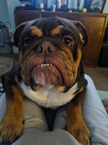 Old english bulldog for stud.