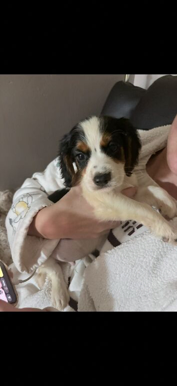 Cocker spaniel puppies