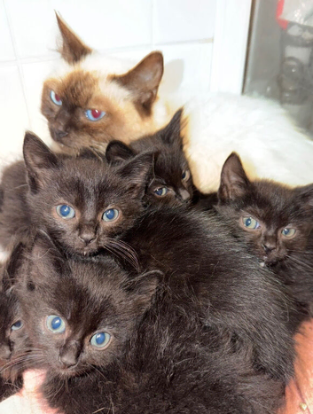 Ragdoll kittens for sale