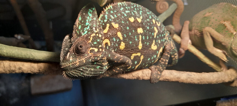 Veiled chameleons
