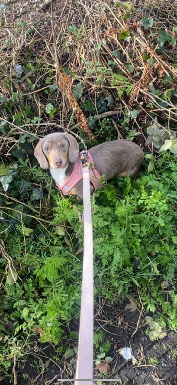 Isabella and tan dachshund