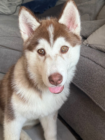 Husky for sale