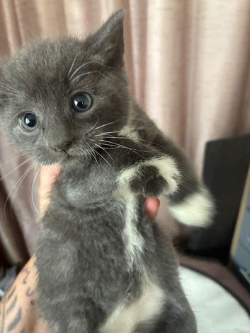 Beautiful grey boy kitten