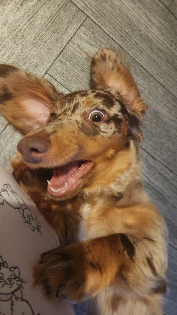 Marley the dachund puppy