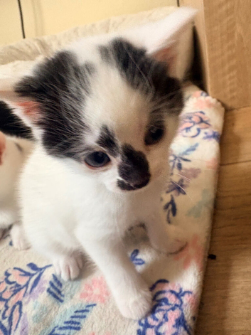 Kittens ready to leave