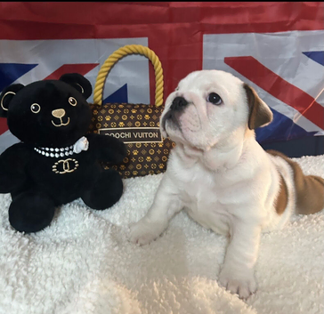 English bulldog gorgeous pups KC registered genuine breed colours