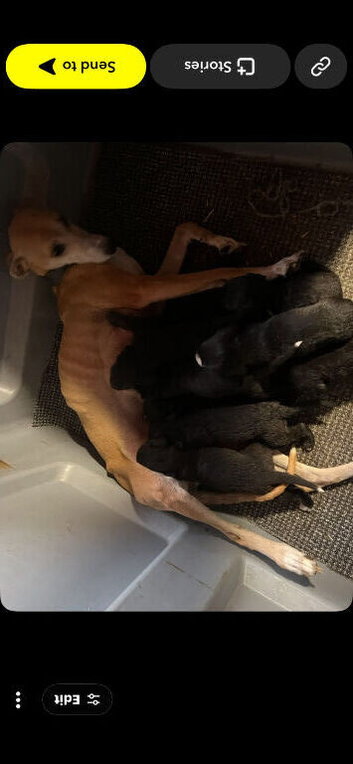 Bedlington x whippet puppies
