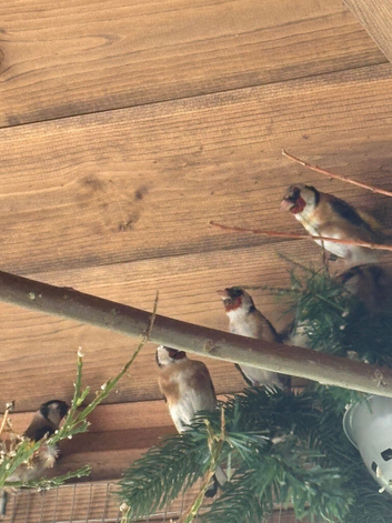 Pairs of goldfinches