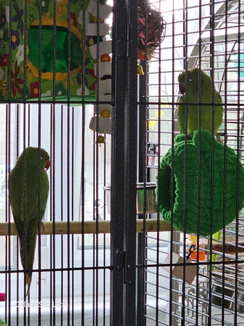 ringneck babys 14 weeks old