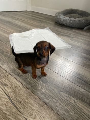 Mini dachshund puppies for sale