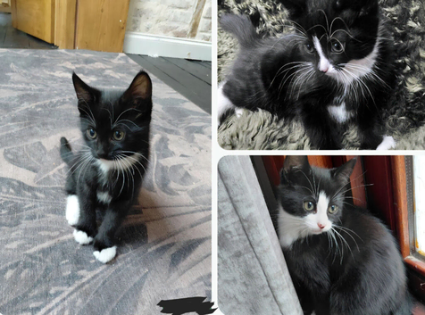 3 cute kitten girls tuxedo born 3rd Aug 2026
