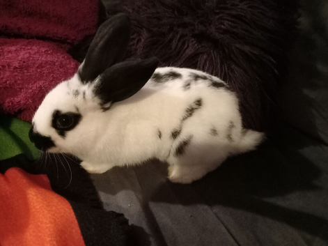 9wks old. 1 girl, 1 boy