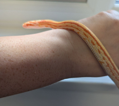 Tessera corn snake