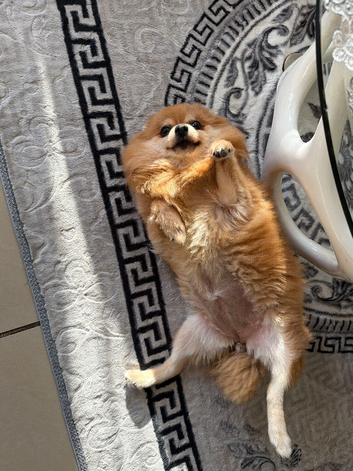 Mini spitz