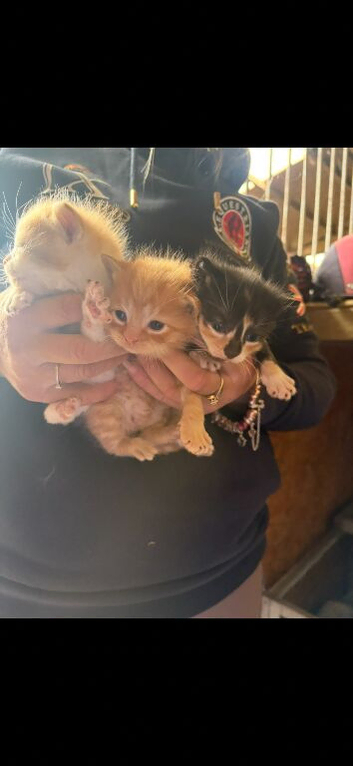 Beautiful little kittens taking deposits now