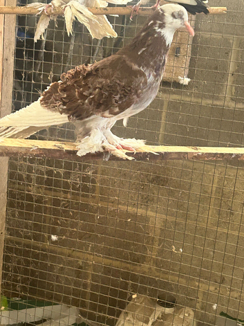 Beautiful young pair of frill back pigeons