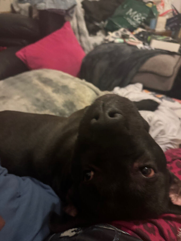 3 year old