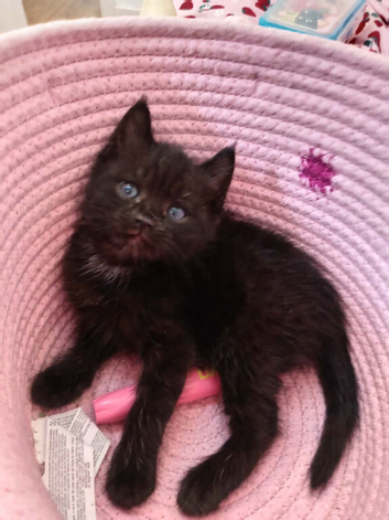 Kittens
