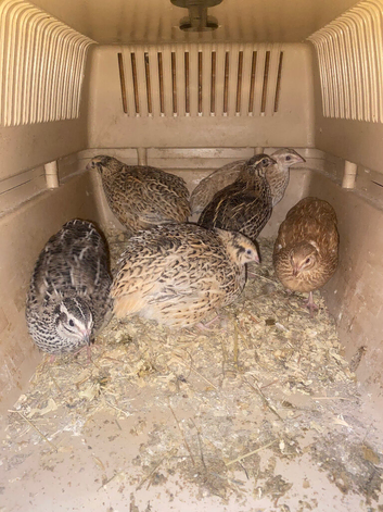 Quail