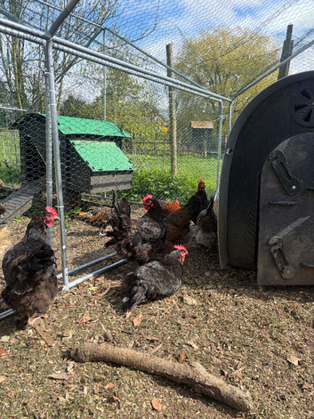Chickens