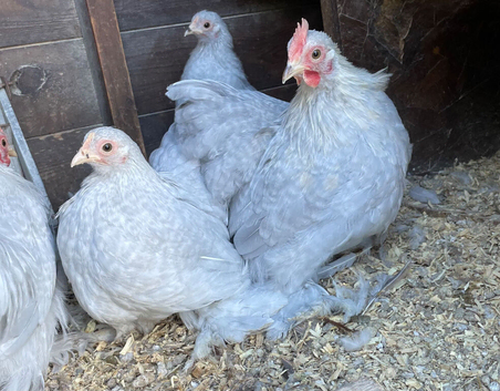 A pair of lavender cuckoo Pekins
