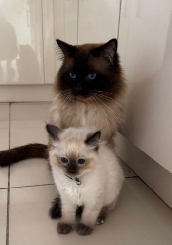 beautiful ragdolls