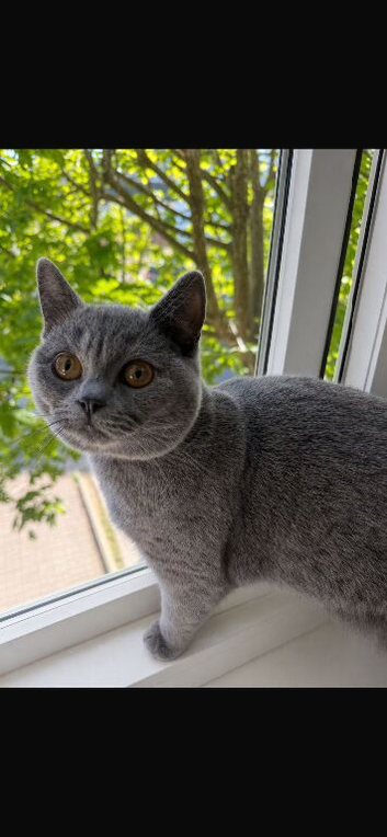 BSH girls from champion Russian bloodlines available for loving pet homes only! !