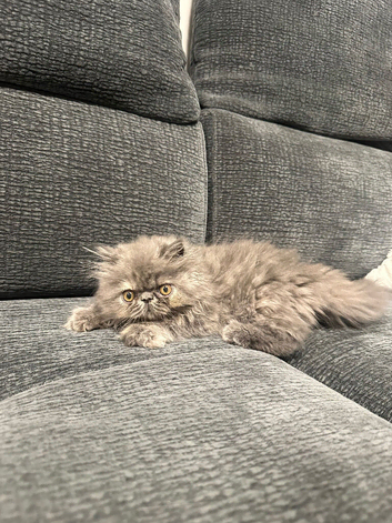 Exotic & Persian Kittens