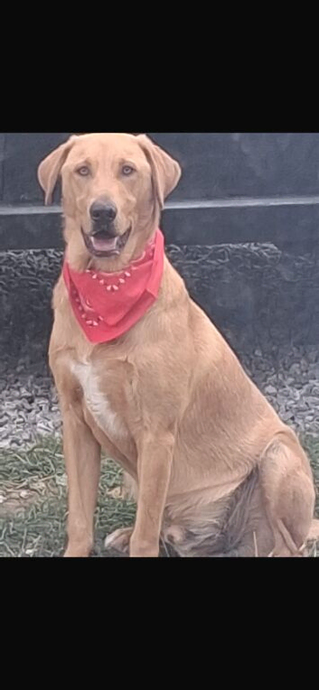9 months old Pedigree Golden Labrador Retriever for sale