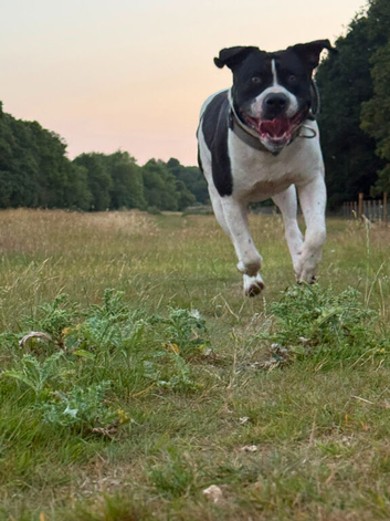 Chief - Staffy x American bulldog