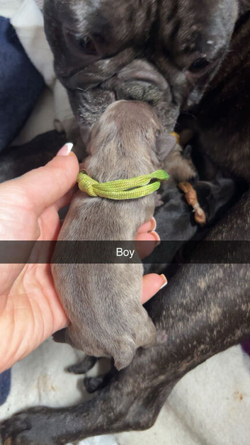 French bulldog puppies