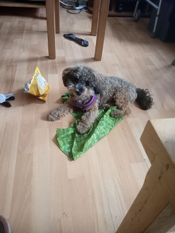 For sale puppy