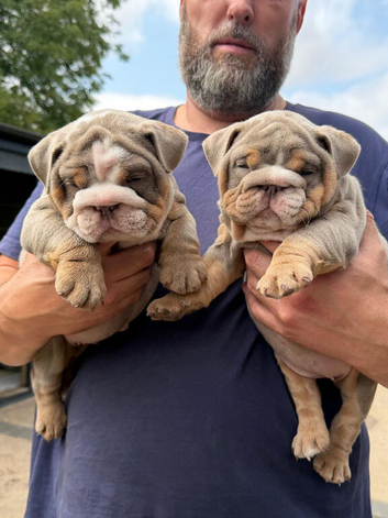 Good Quality English bulldogs