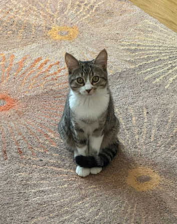 kitten to be rehomed (6 months)
