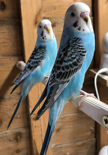 Baby Budgies
