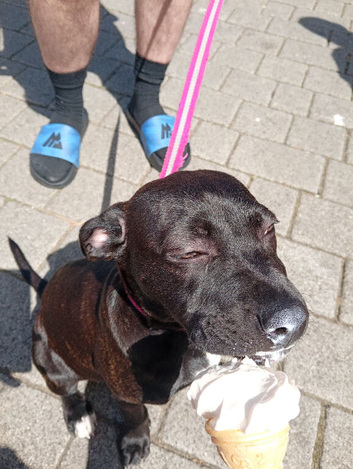 Staffy layla