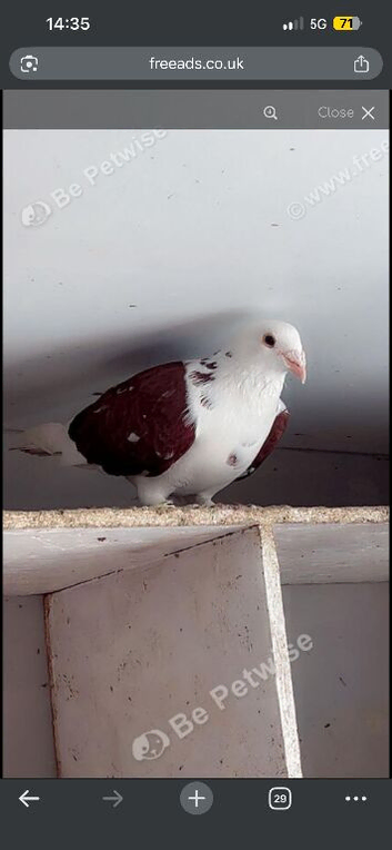 Red saddle female breeder