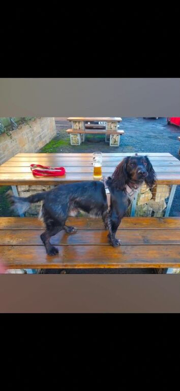 Cocker spaniel