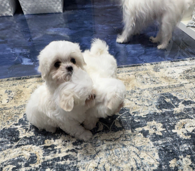 Korean Maltese terrier smallest of the smallest