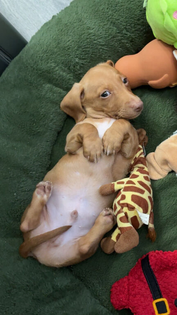 Cream boy ready now miniature dachshund