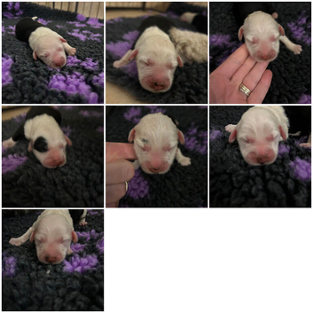 Old English sheepdog puppies due September! 3 pups now reserved with deposits