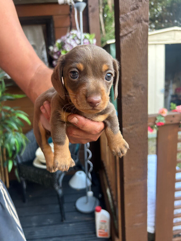 Chocolate and tan boy sausage dog