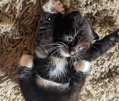 5 Beautifully boystris kittens