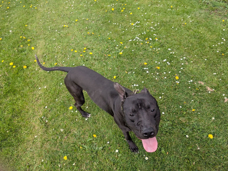 Presa canario