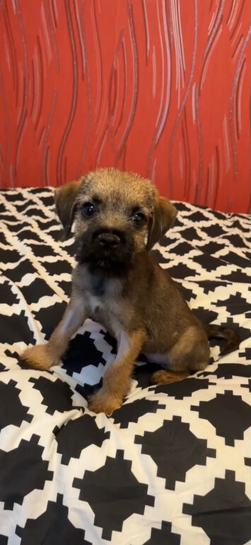 KC Registered Border Terrier Puppies 1 male left , FULLY VACCINATED &ndash; Family Raised &ndash; Ready Now &ndash; Viewings Welcome