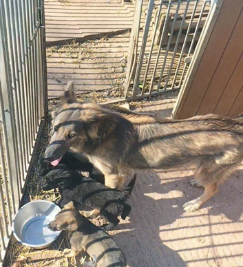 Shepador