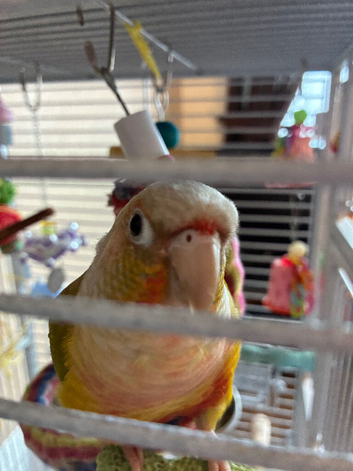 2 conures for sale